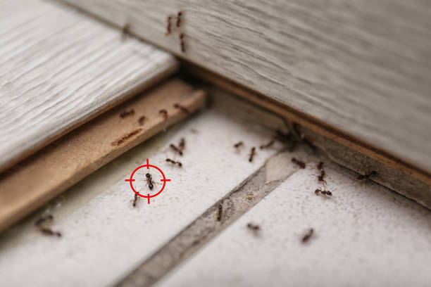 Best Cockroach Control Services  in Camden, AL